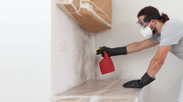 Basement Mold Remediation treatment on basement walls in Livermore