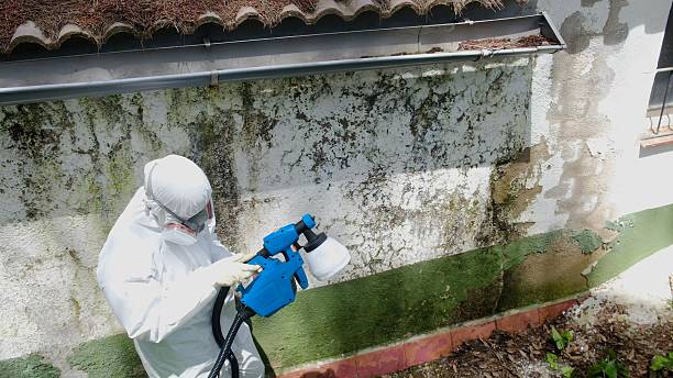Mold Remediation service in Livermore, Livermore, CO